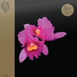 Opeth Orchid (2-LP)