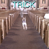 Alex G Trick + 7”