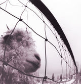 Pearl Jam VS Record Album